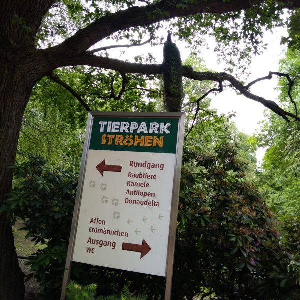 AWO Mennighüffen besucht Tierpark Ströhen